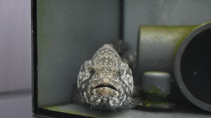 A Malabar grouper at OIST's Marine Science Station 