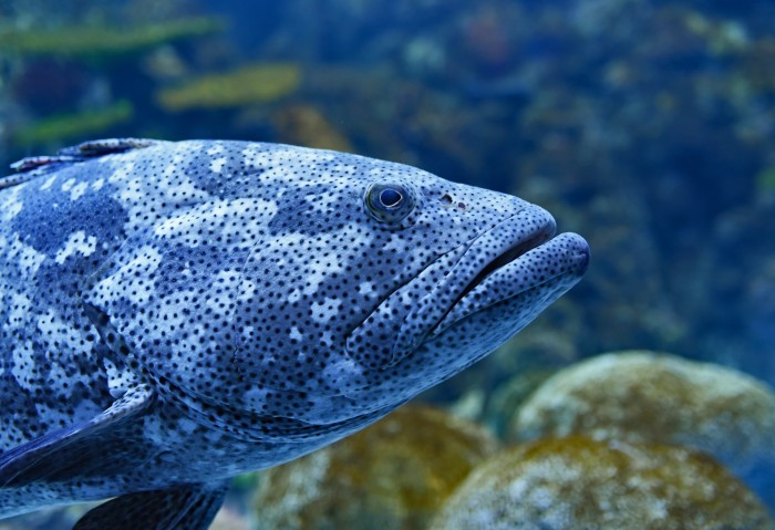 Malabar grouper header image David Clode Unsplash