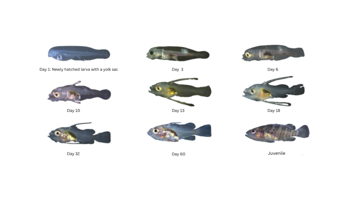 Larval and juvenile Malabar groupers at various developmental stages