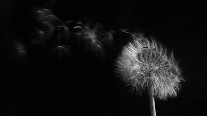 dandelion dispersing seeds