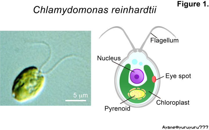 Chlamydomonas reinhardtii