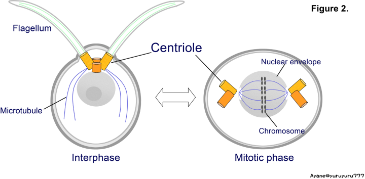 About centrioles