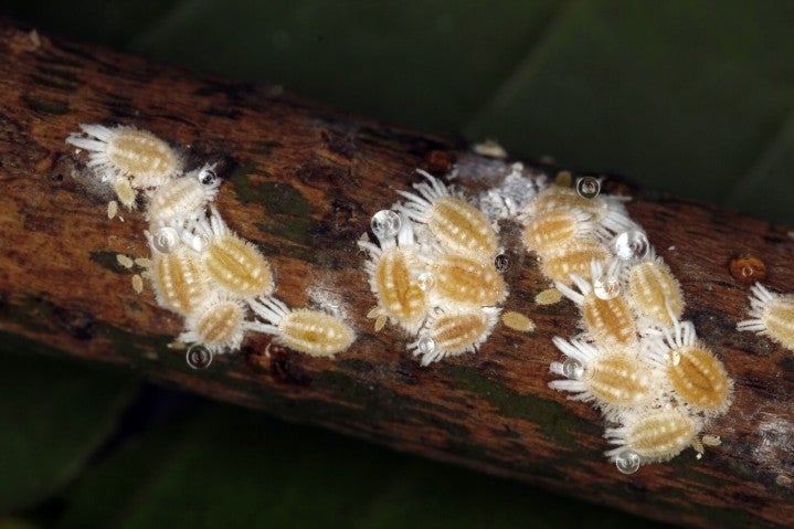 scale insects