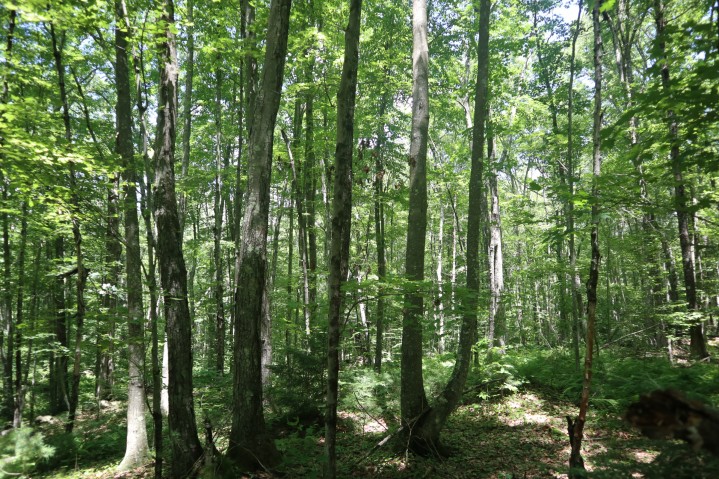 Forest with trees with green leaves