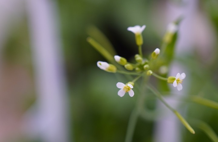 Arabidopsis