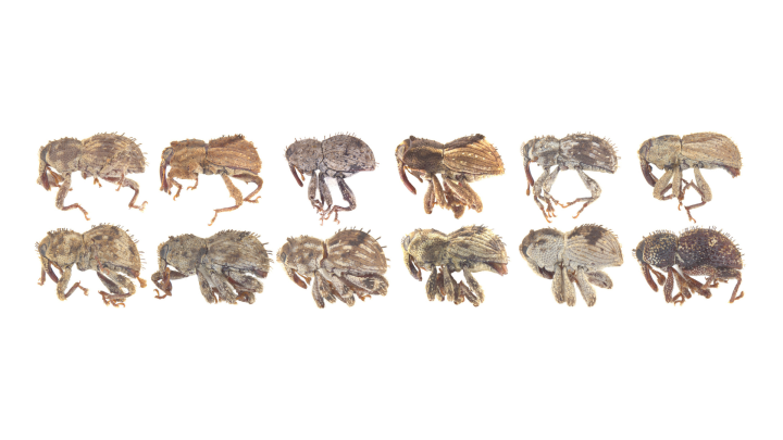 12 new weevil species header image 20241030