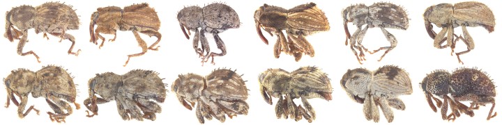 12 new weevil species discovered header