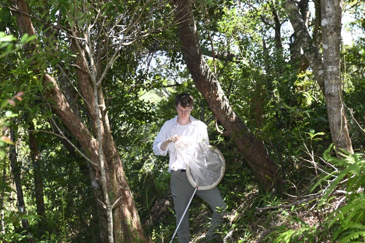 Jake Lewis searches for weevils on Okinawa Island