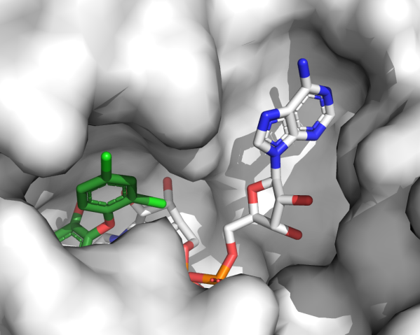 tricolsan binding pocket of a reductase protein by MolBioEng