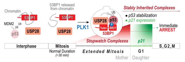Figure 1: A mitotic stopwatch forms during prolonged mitosis to protect from the pathogenic consequences of mitotic defects. 