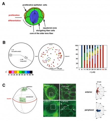 figure4