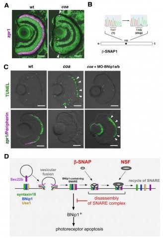 image of figure5