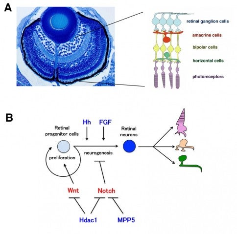 image of figure1