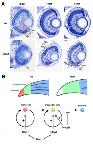 image of figure2