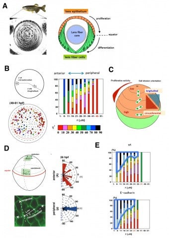 image of figure4