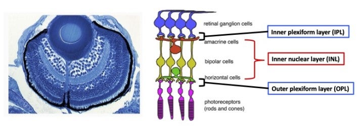 image of figure1