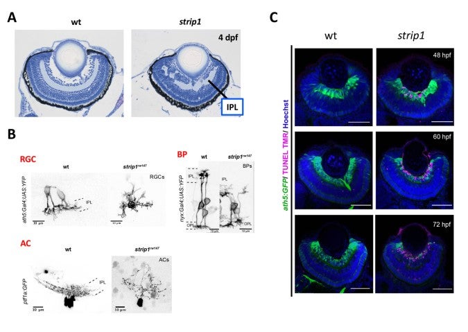 image of figure2