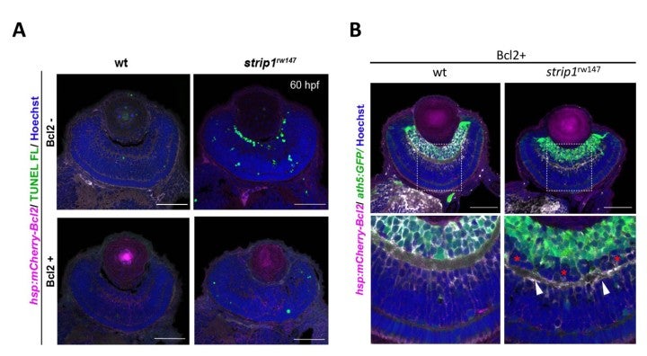 image of figure4