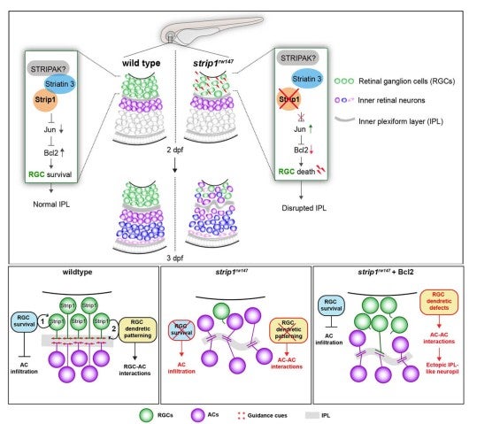 image of figure5