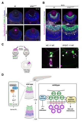 image of figure4