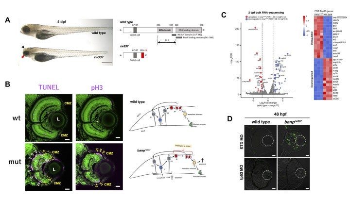 image of figure5