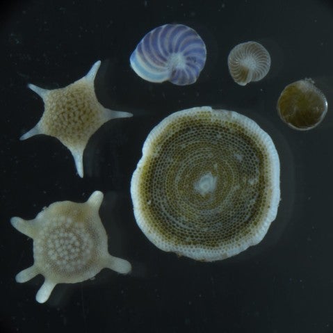 foraminifera_image