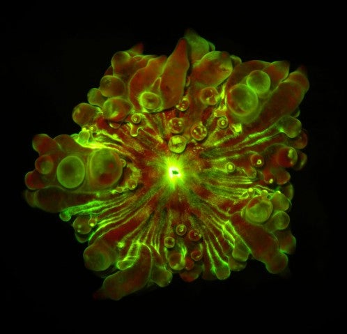 anemony_seq0689