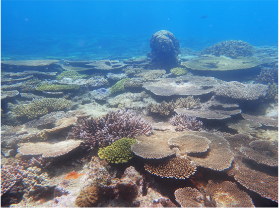 underwater_corals