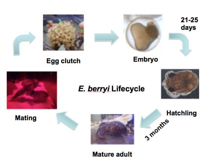 E. berryi life cycle