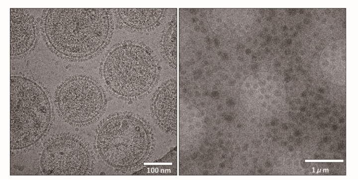 The images of Newcastle Disease Virus, acquired by 300 kV cryo-TEM