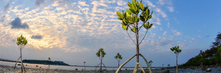 mangroves