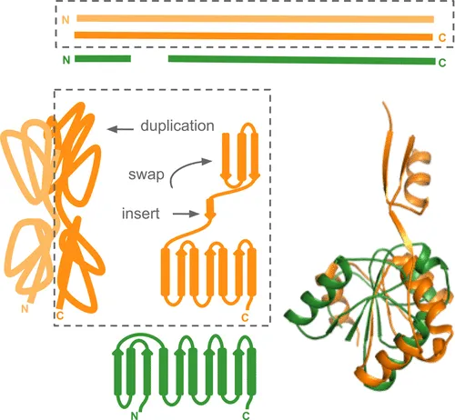 segment swapping in proteins via indels