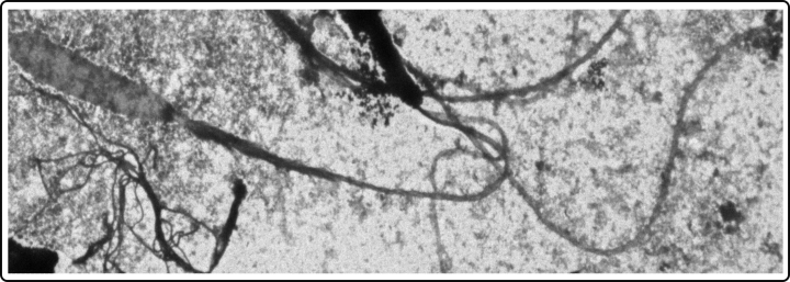 protein biowires