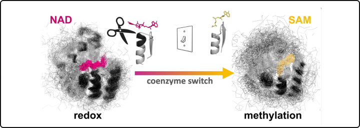 cofactor switch between two ancient coenzymes