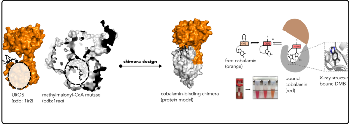 Protein lego, building new protiens from existing pieces