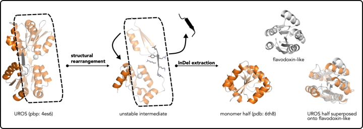 domain swapping via InDels