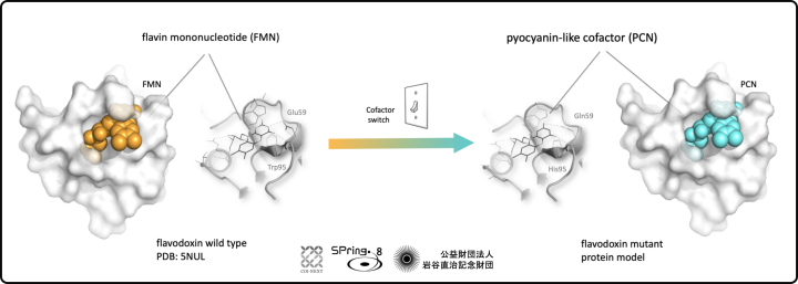cofactor-switch on proteins via molecular engineering