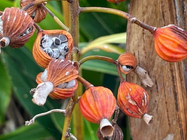 Seed pods of sannin plant