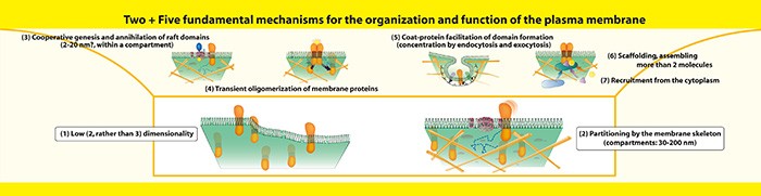 Molecules interacting on the plasma membrane