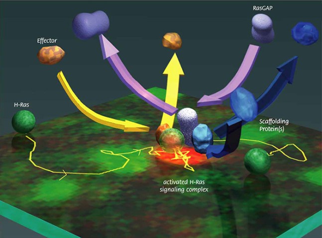 Molecles are recruited and form signaling complex.