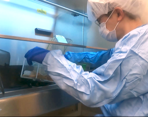 Researcher conducting mouse experiment