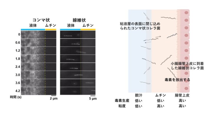 粘性バリアに対するコレラ菌の動き（左）、線維状細胞における頻繁な「前後運動」が感染成立に寄与する可能性を示す概略図（右）