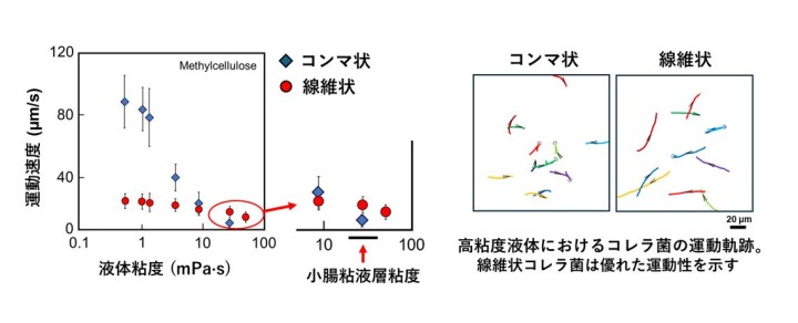 高粘度環境におけるコンマ状と線維状コレラ菌の運動能力の比較