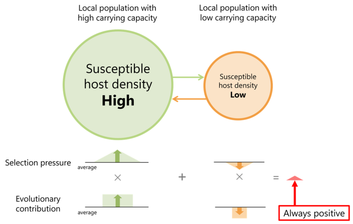 Mechanism explaining why heterogeneities in host metapopulations cause the evolution of elevated pathogen virulence