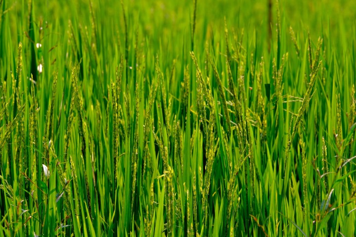 rice field