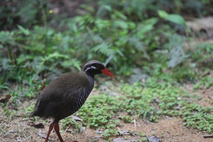 Gallirallus okinawae (Okinawa Rail, Yanbaru Kuina) in captivity.