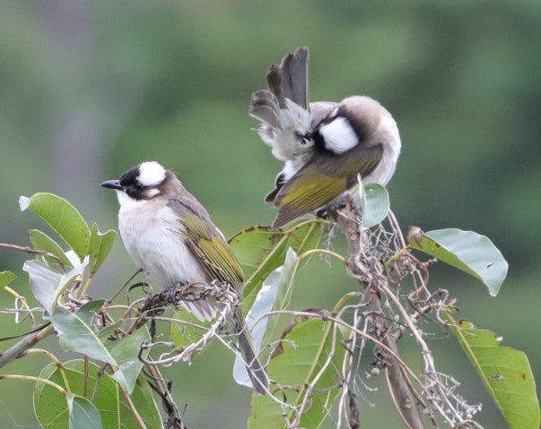 Pair of Pycnotus sinensis atop tree