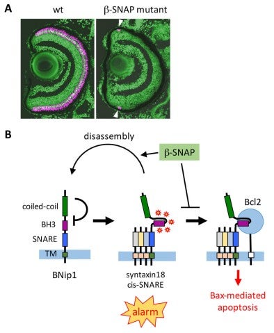 image of figure1