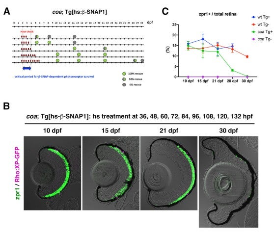 image of figure2