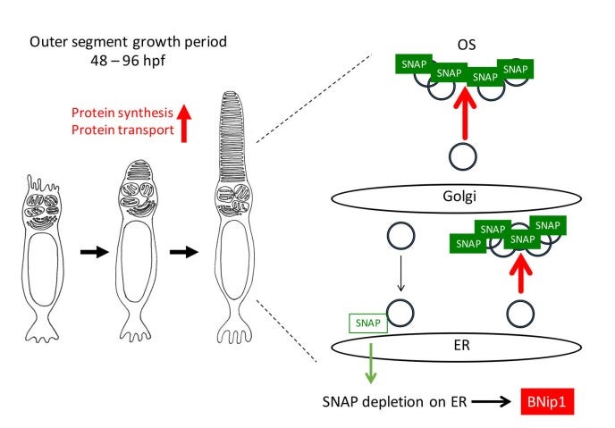image of figure3